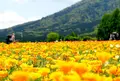 生駒高原の写真_716028