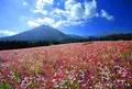 生駒高原の写真_720825