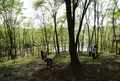 よろこびの森の写真_158622