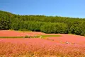 赤そばの里の写真_424177