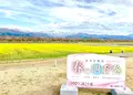 あさひ舟川「春の四重奏」の写真_425949