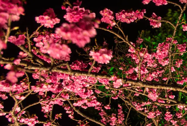 桜のイルミネーション☆