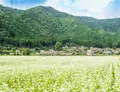 美山かやぶきの里の写真_971790