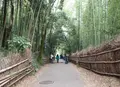 嵐山 竹林の小径の写真_890387