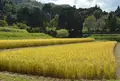 修学院離宮の写真_70991