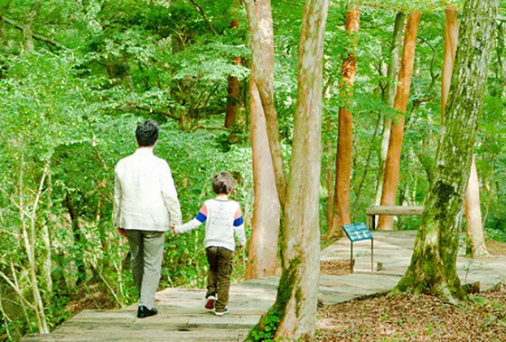 森の遊歩道