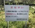 田浦梅の里の写真_271933