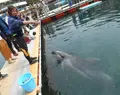 下田海中水族館の写真_130413