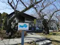 コルセールの写真_170868