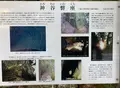 神谷太刀宮（神谷神社）の写真_430830
