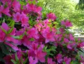 いつも花が咲いているの写真_32664