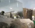 台北市立動物園企鵝館の写真_525590