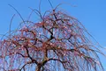曽我梅林の写真_215355