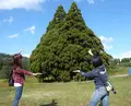 小杉の大杉（トトロの木）の写真_174000