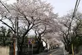 桜道（バス）の写真_311786