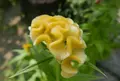 いつも花が咲いているの写真_79977