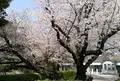 山手公園の写真_311625
