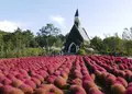 ひるがの高原 牧歌の里の写真_662437
