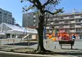 亀有公園の写真_168429