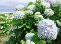 逢束の写真_137168