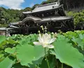 三室戸寺の写真_132700