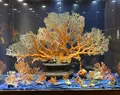 綺麗珊瑚博物館の写真_623636