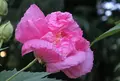 いつも花が咲いているの写真_90921