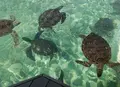 シギラベイサイドスイート アラマンダの写真_52860
