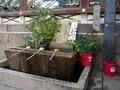 御香宮神社の写真_85218