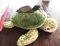 シギラベイサイドスイート アラマンダの写真_52864