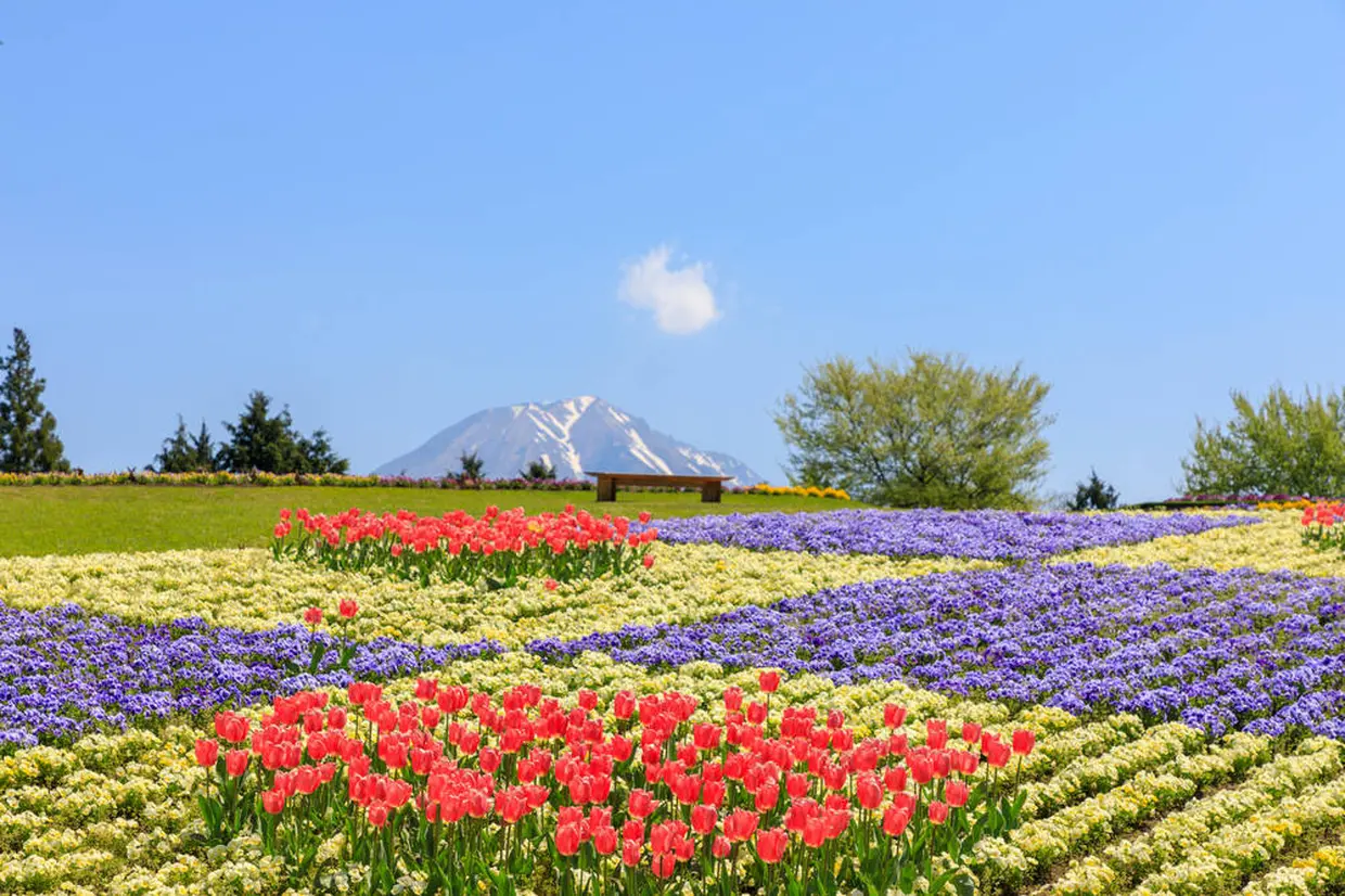 とっとり花回廊　花の丘