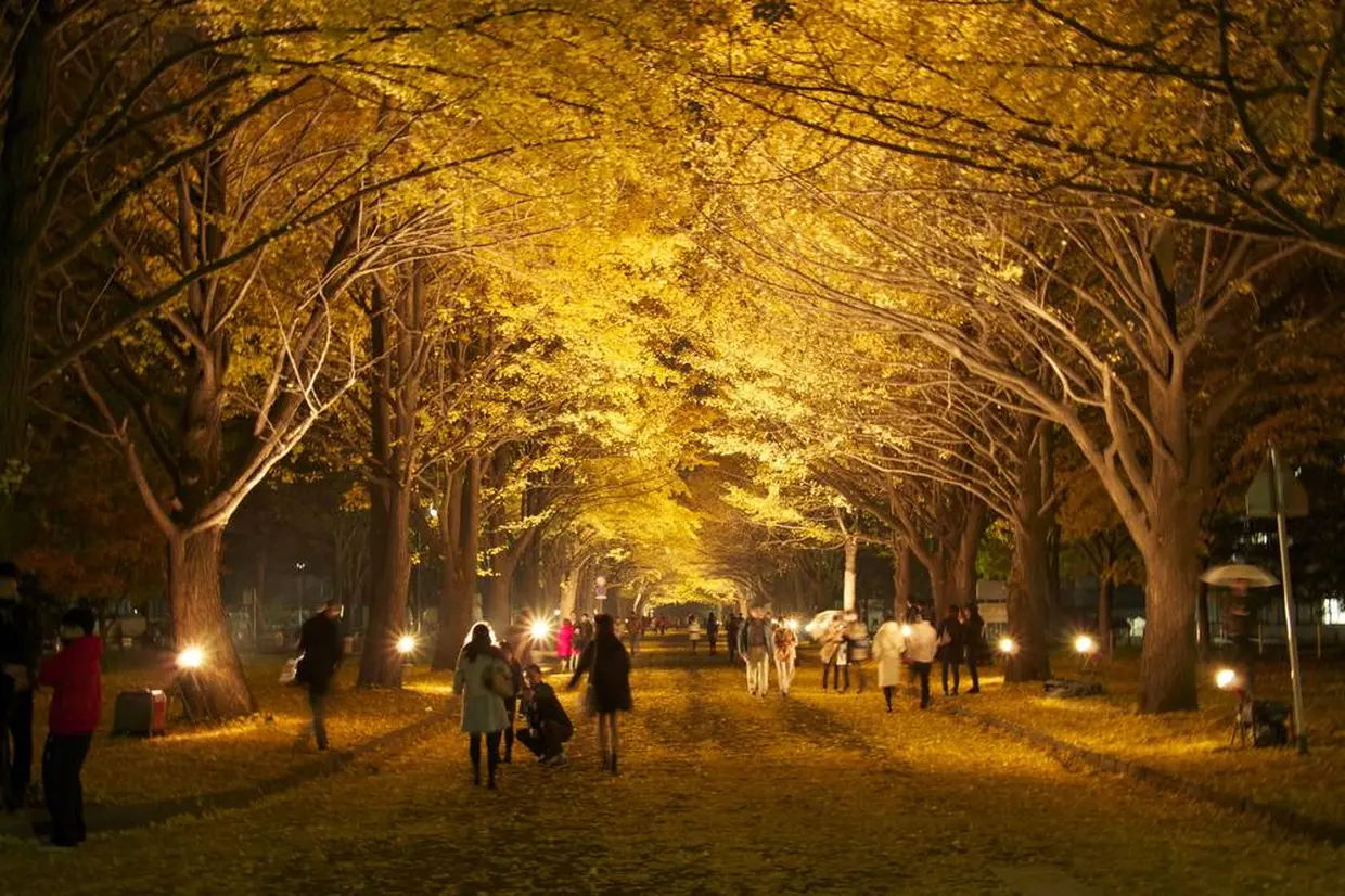 北海道大学イチョウ並木