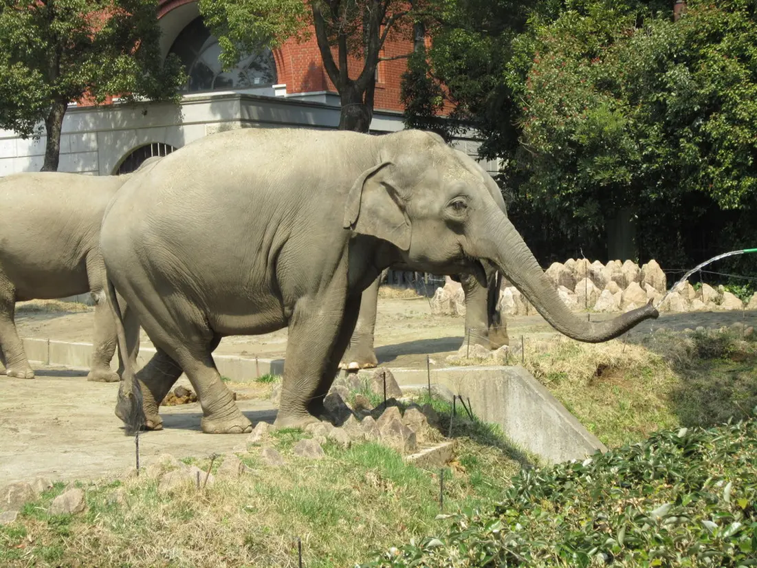 インドゾウ