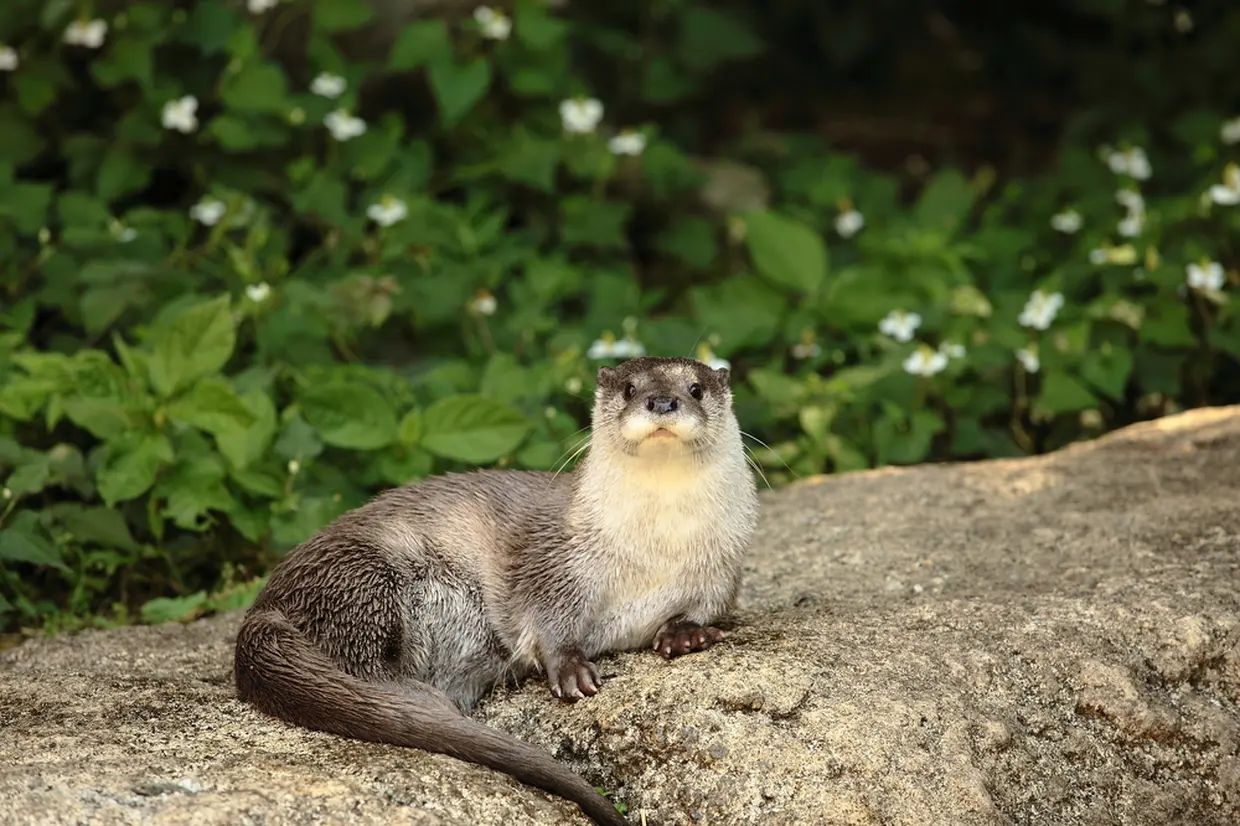 ユーラシアカワウソ