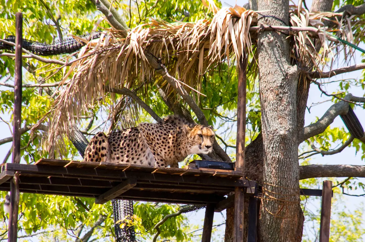 チーター