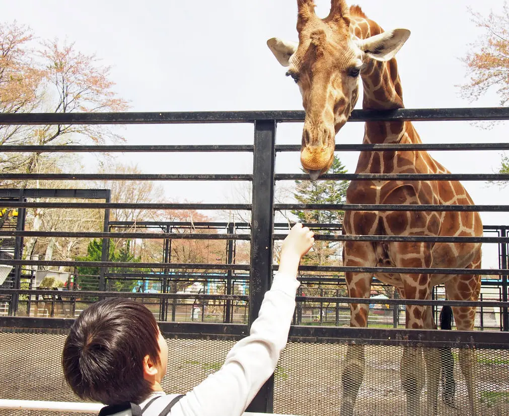 宇都宮動物園のキリン