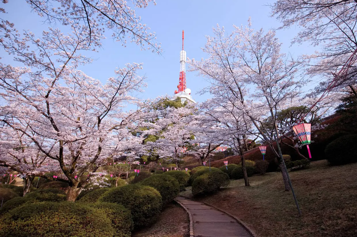 八幡山公園