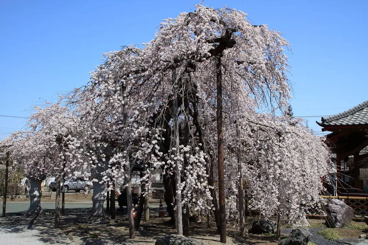 祥雲寺のしだれ桜
