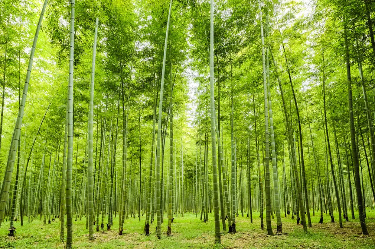 若竹の杜 若山農場