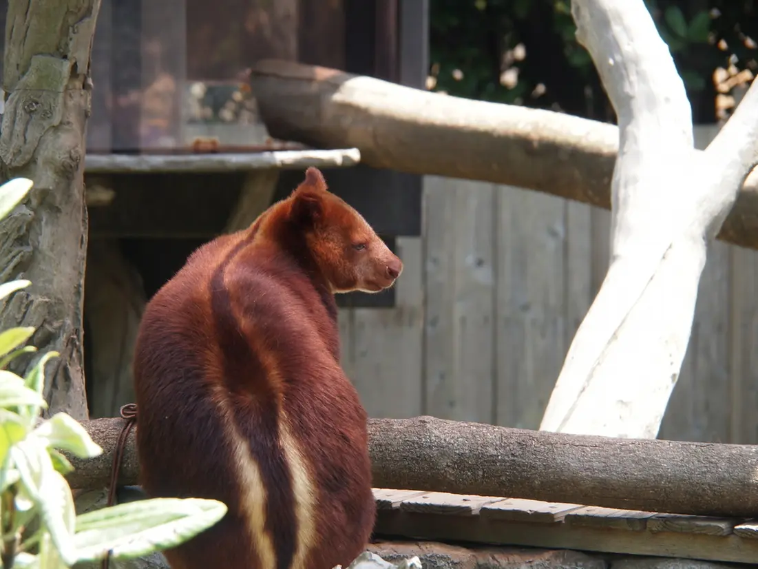 セスジキノボリカンガルー