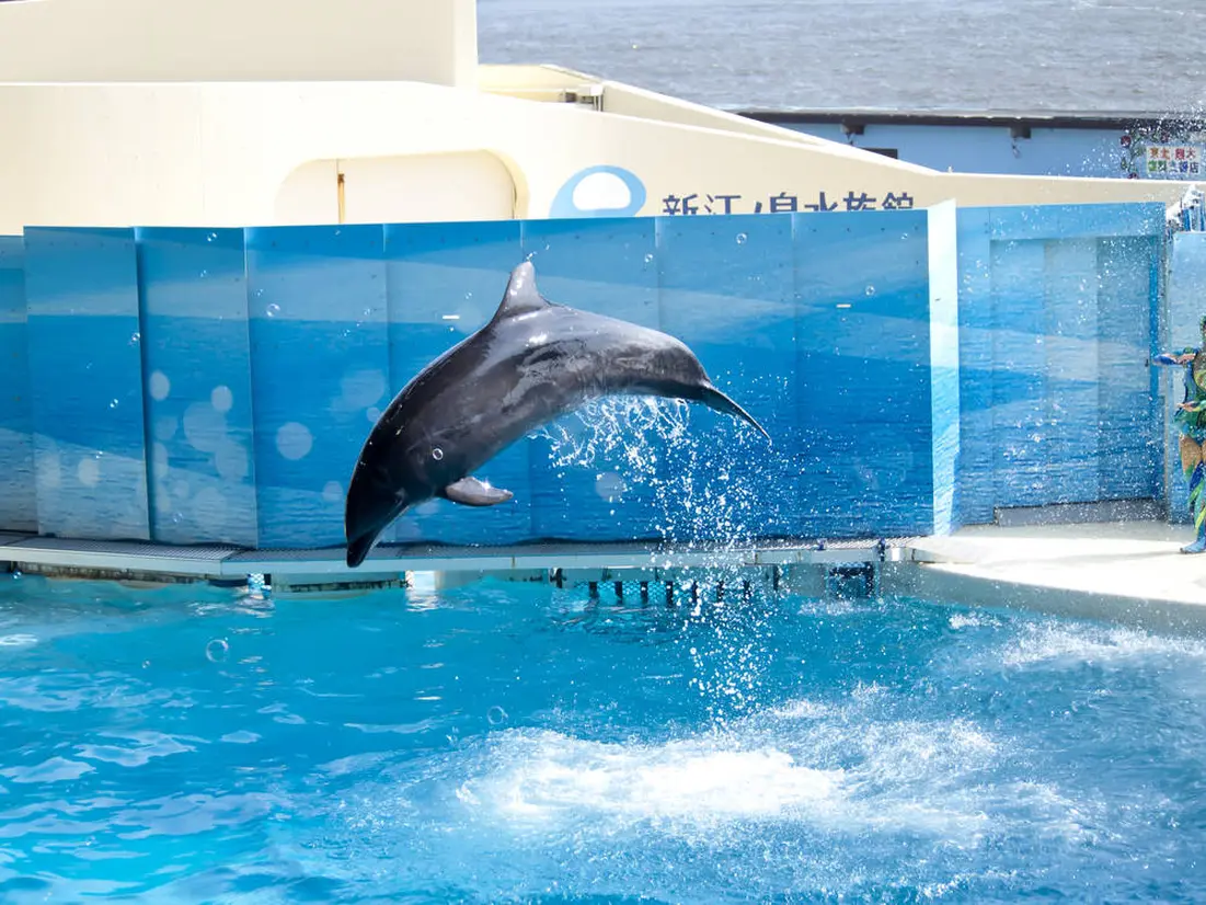 新江ノ島水族館　イルカショー