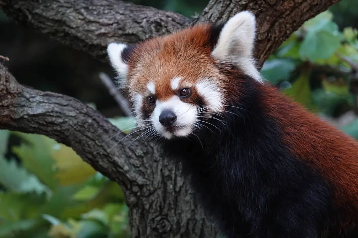 野毛山動物園