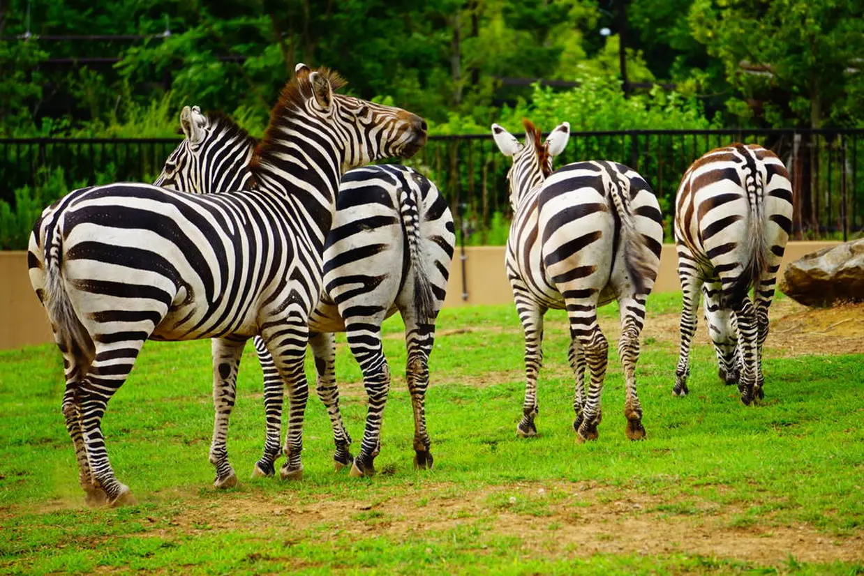 よこはま動物園ズーラシア