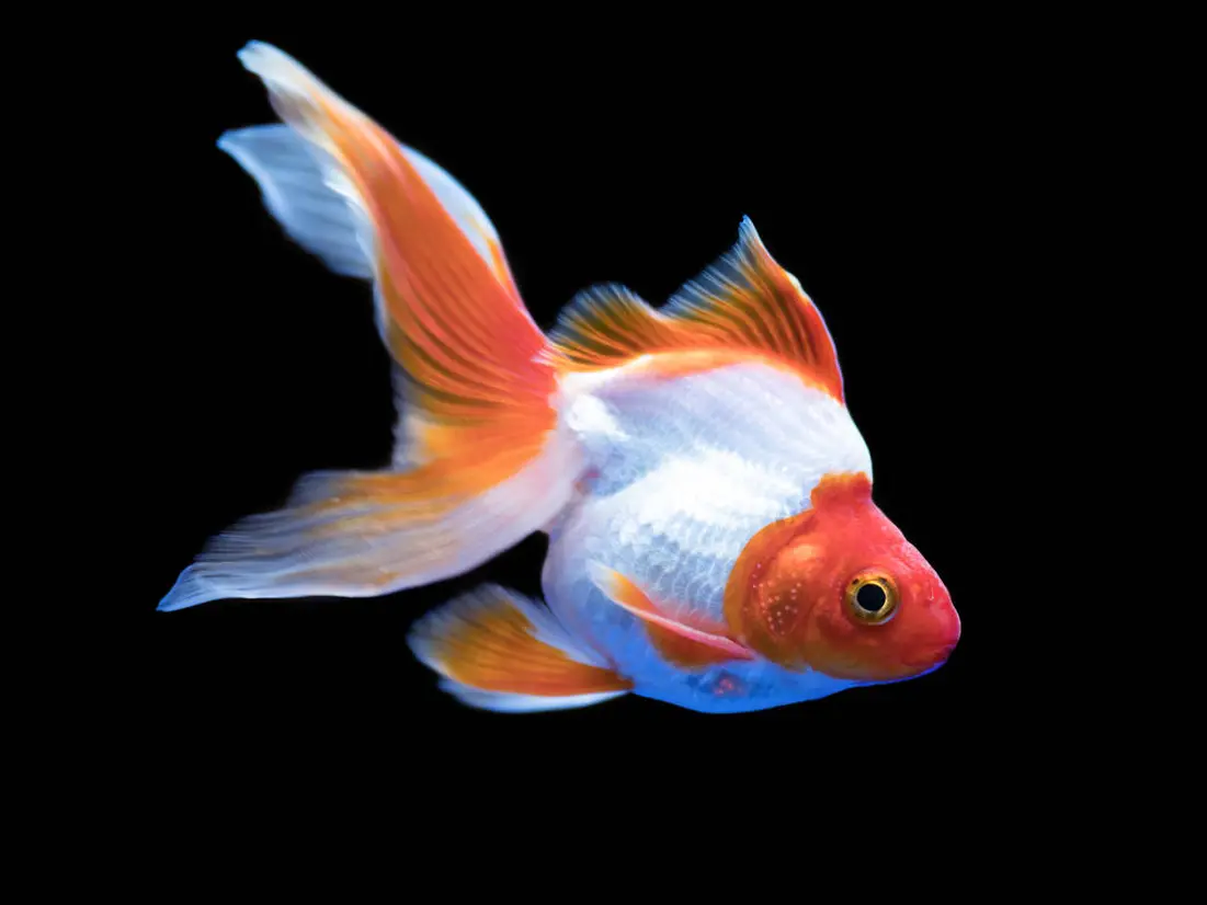金魚 イメージ