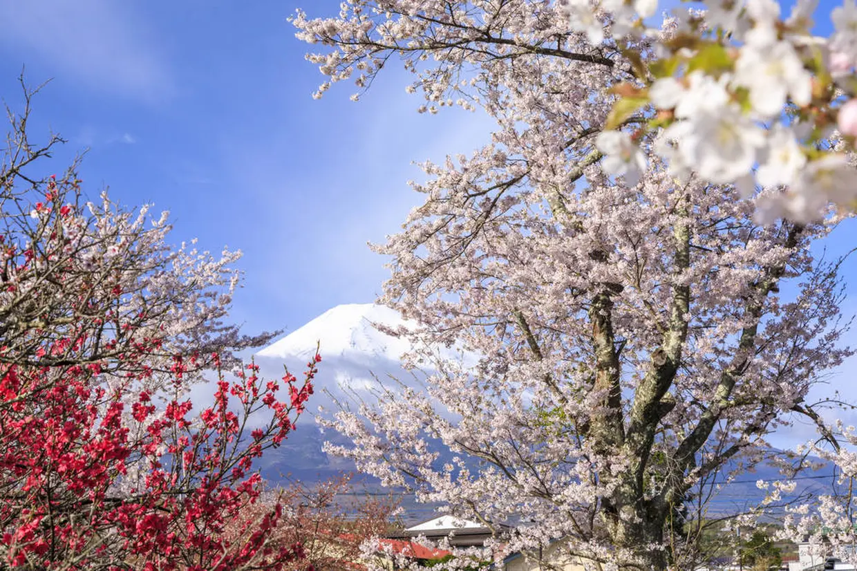 忍野