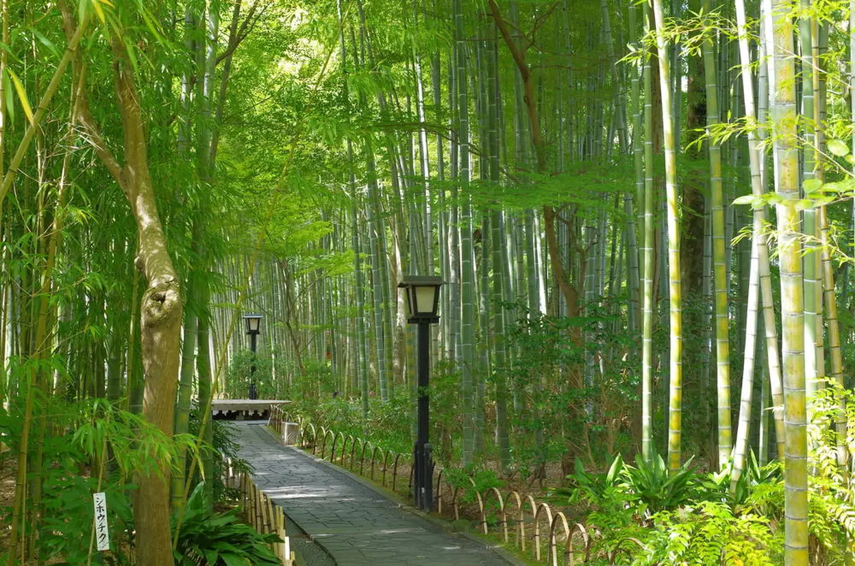 竹林の小径