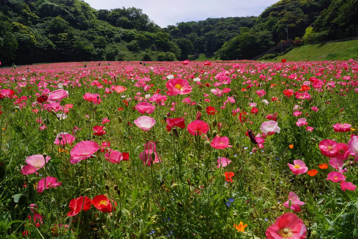 くりはま花の国