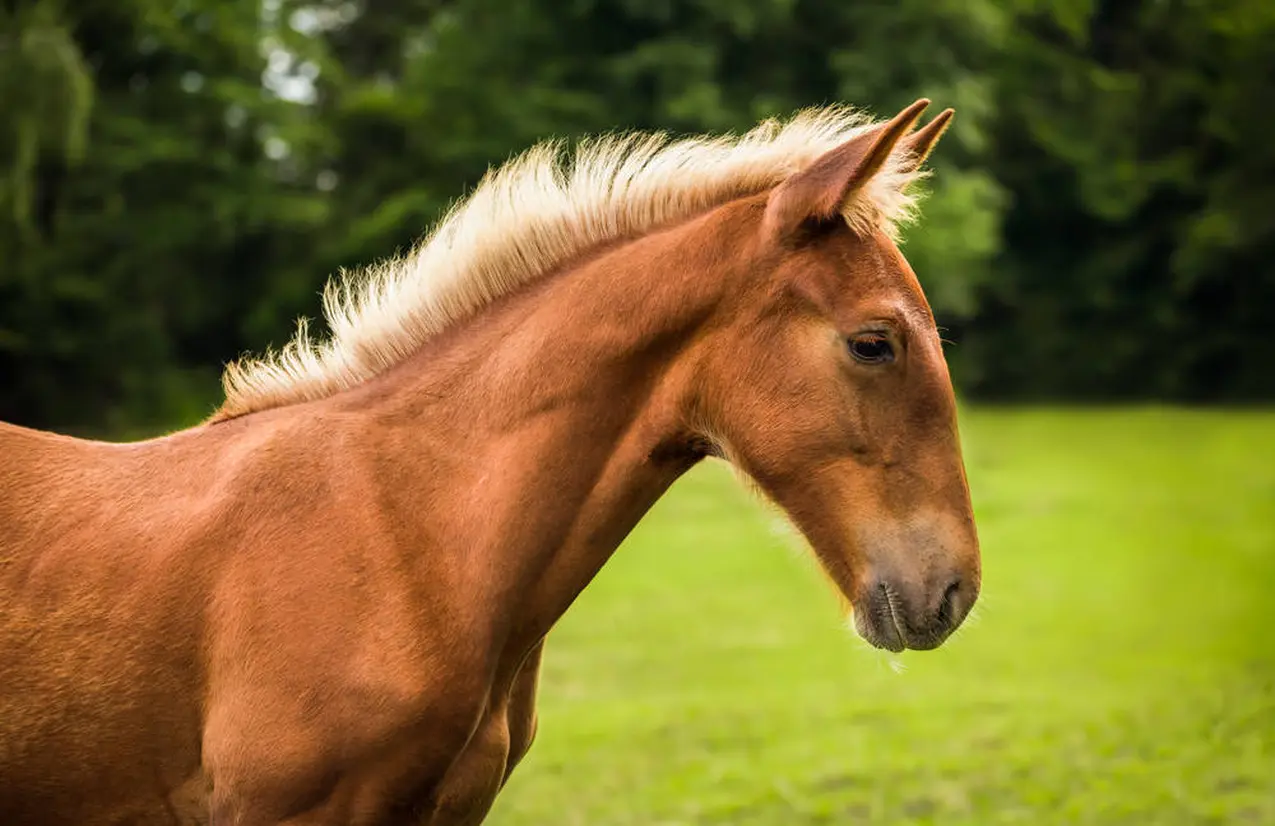 クラークホースガーデンの馬