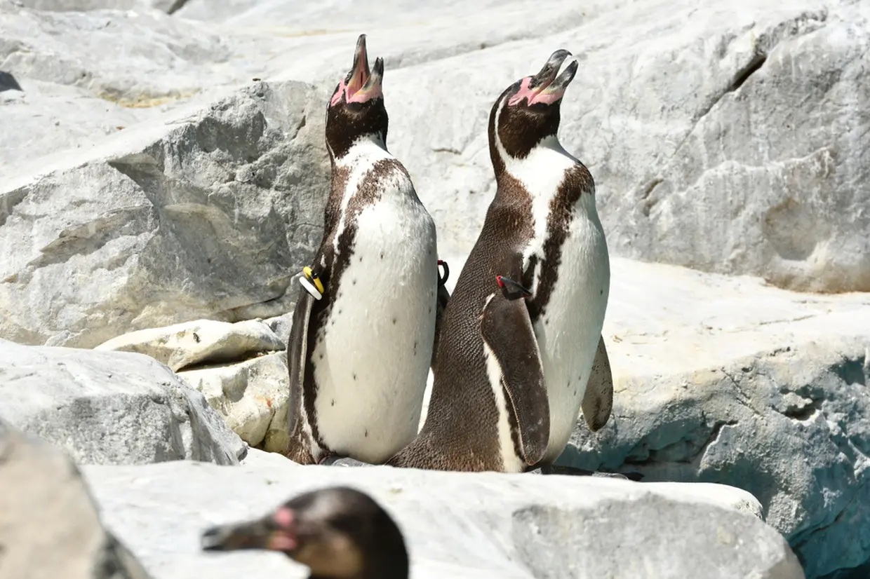 フンボルトペンギン