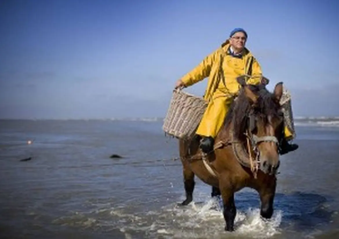 オストダンケルケの馬を使ったエビ漁 (c)Toerisme Oostduinkerke, Westtoer